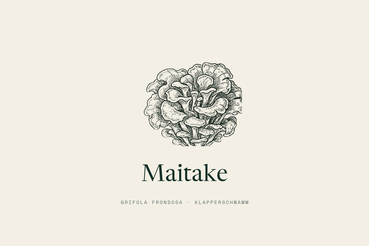 Maitake, Grifola frondosa, Klapperschwamm. Etikett-Zeichnung.