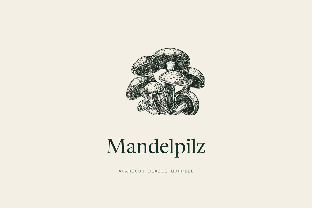 Mandelpilz, Agaricus blazei Murrill. Etikett-Zeichnung.