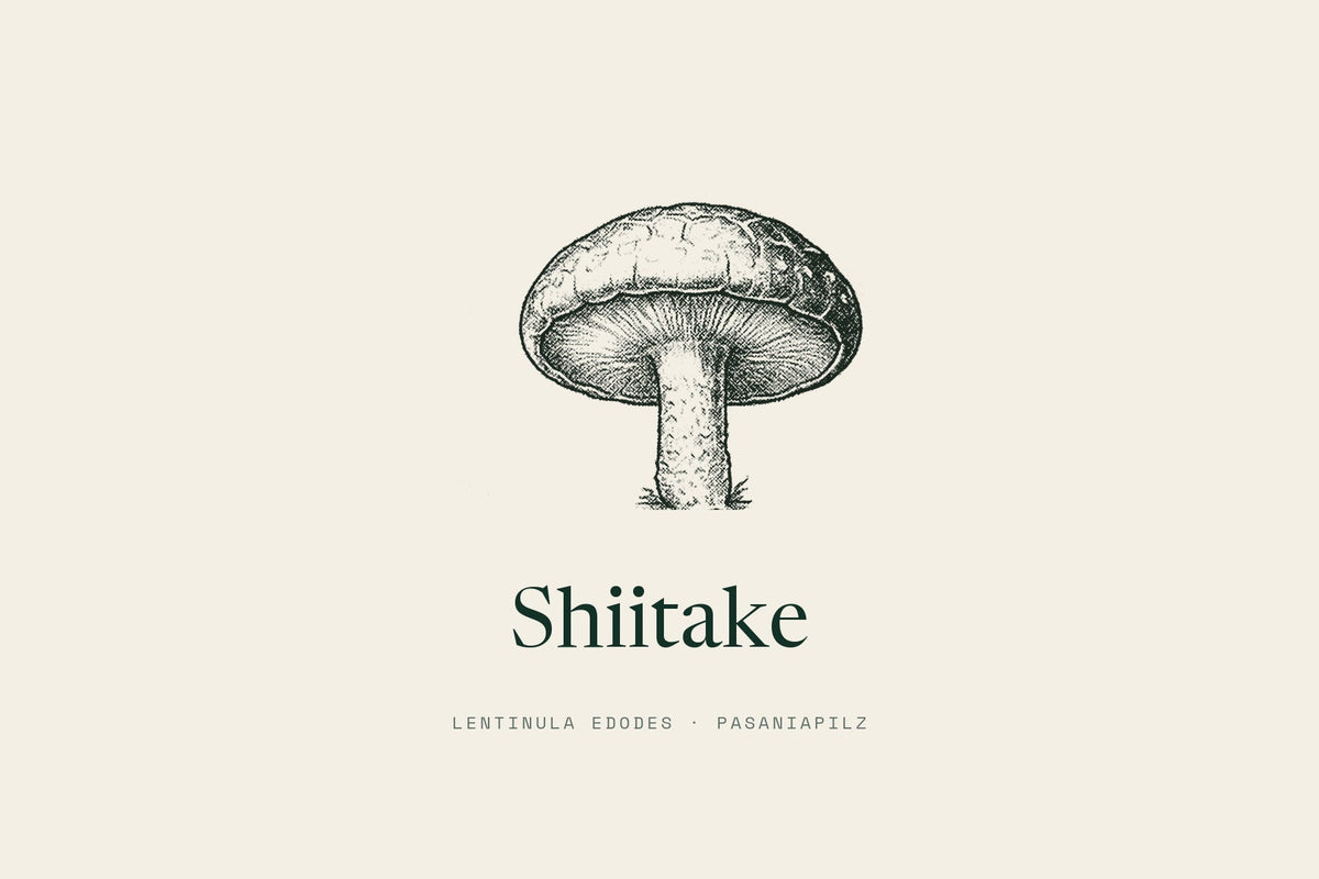 Shiitake, Lentinula edodes, Pasaniapilz. Etikett-Zeichnung.