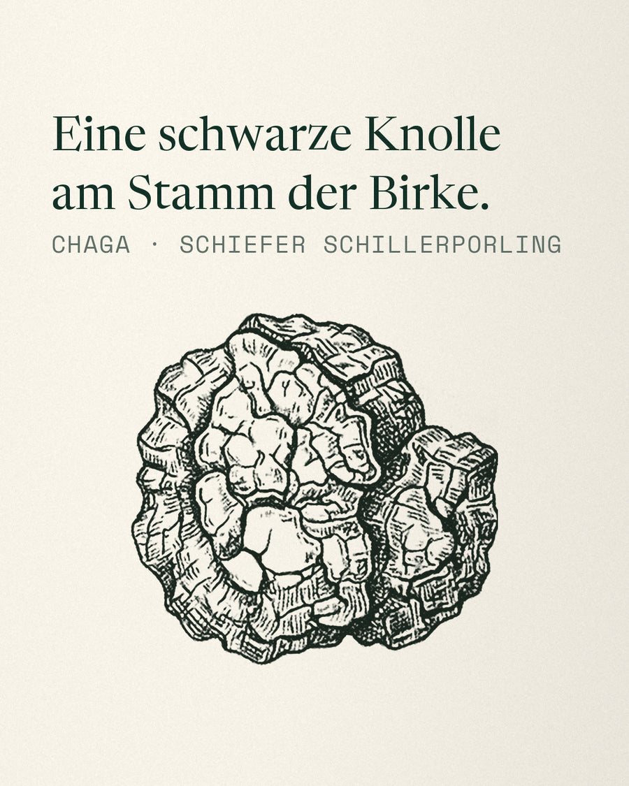 Chaga: Eine schwarze Knolle am Stamm der Birke. Etikett-Zeichnung des Schiefen Schillerporlings.